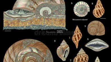 سازه‌های پوسته‌ای؛ معماری فرم‌های منحنی و نوین Shell Structures